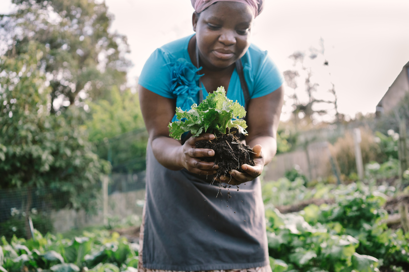 A female farmer with dark skin picks fresh lettuce on her farm